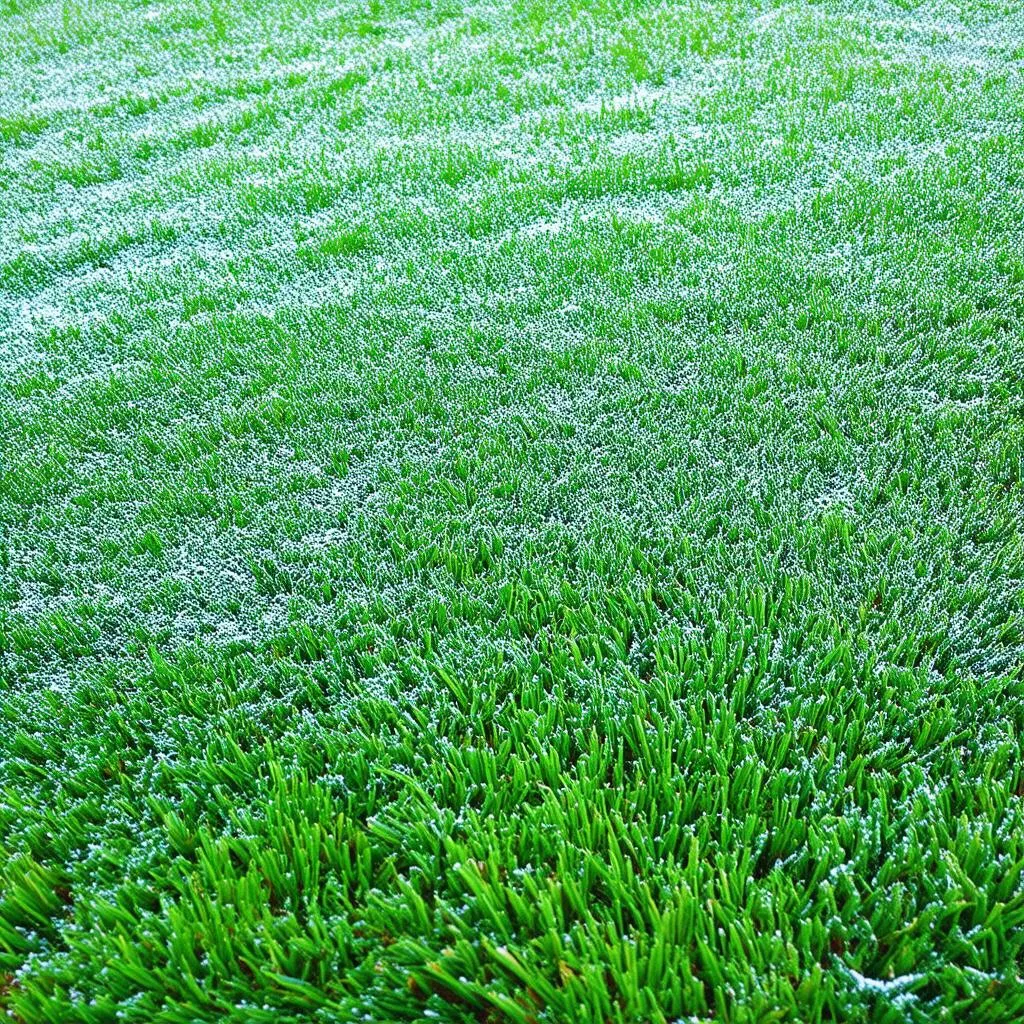 Winter Lawn Care