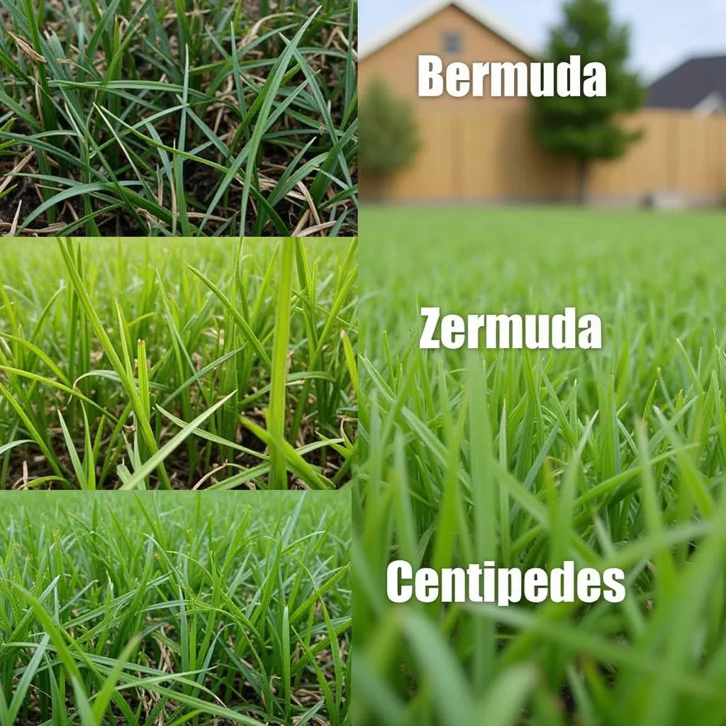 Different grass types thriving in a Gulf Shores lawn